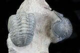 Nice Crotalocephalina & Reedops Trilobite Association #41821-3